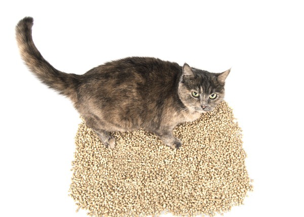 猫砂が飛び散らないようにする５つの対策