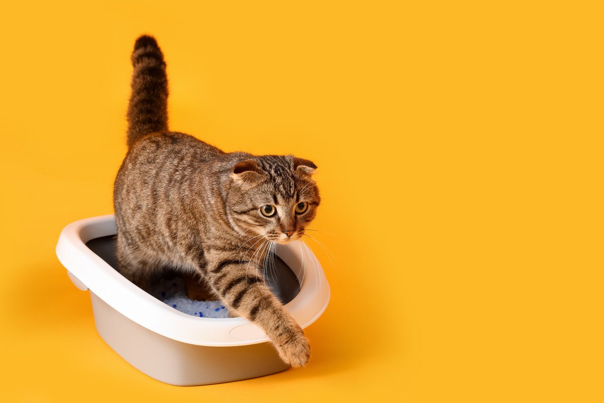 猫が「頻繁にトイレに行く」場合は要注意！3つの要因とそれぞれの対処法とは