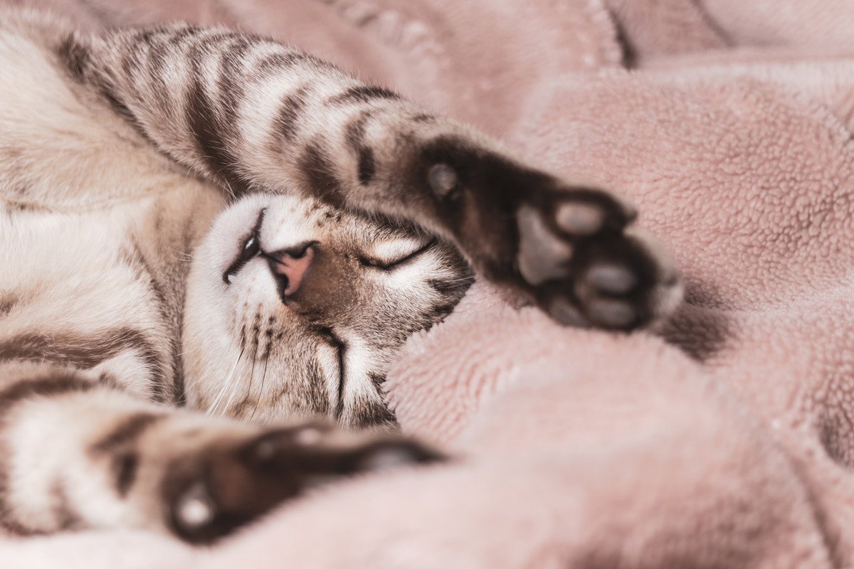 猫にとって『快適な寝床』とは？その条件や作り方3つ