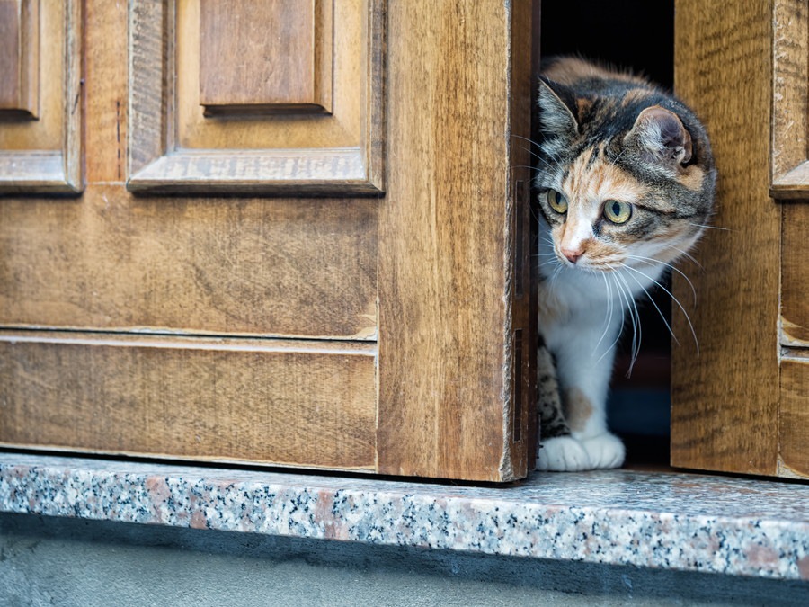 猫がドアを勝手に開ける！やめさせる5つの対策と注意