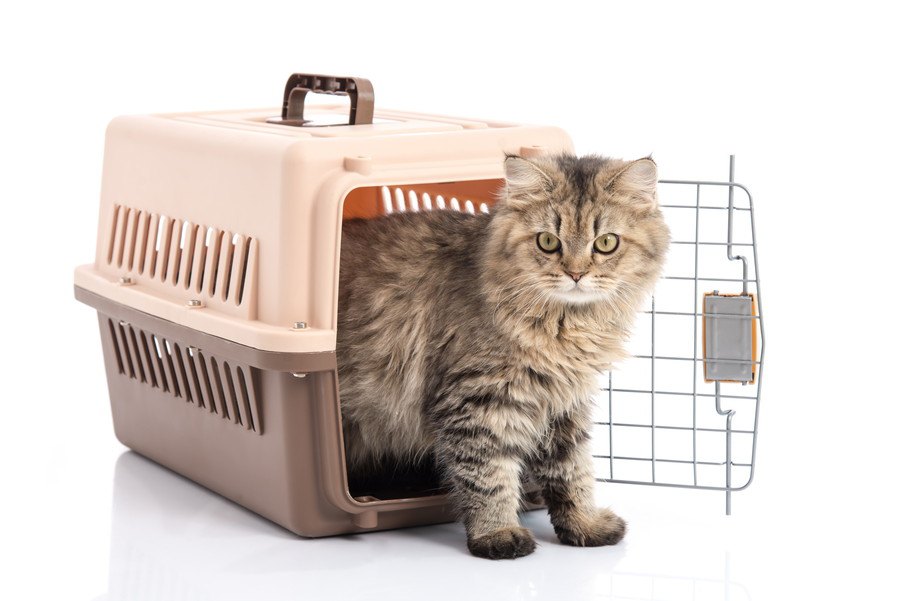 入院・出張など…猫を『他人に預けるとき』に注意すべき５つのこと