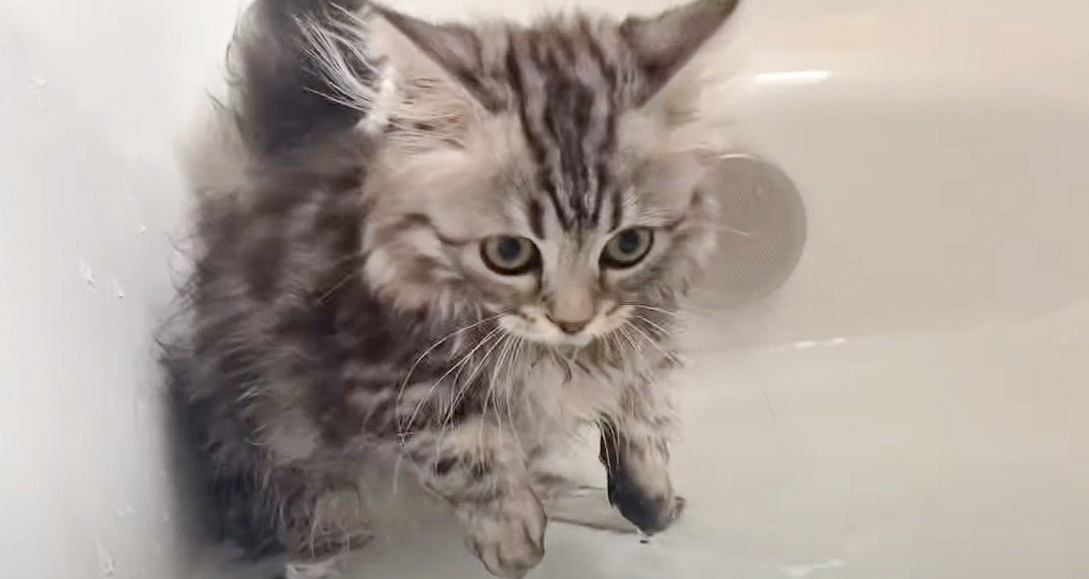子猫を初めてのお風呂に入れてみたら…大変身しちゃう姿に「かわいすぎる～」「ネズミさんみたいにｗ」の声
