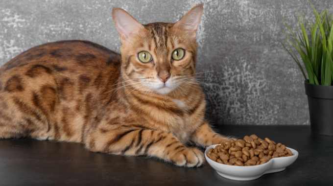 猫の食事中の『マズい』サイン3つ！美味しいときとの違いとは？