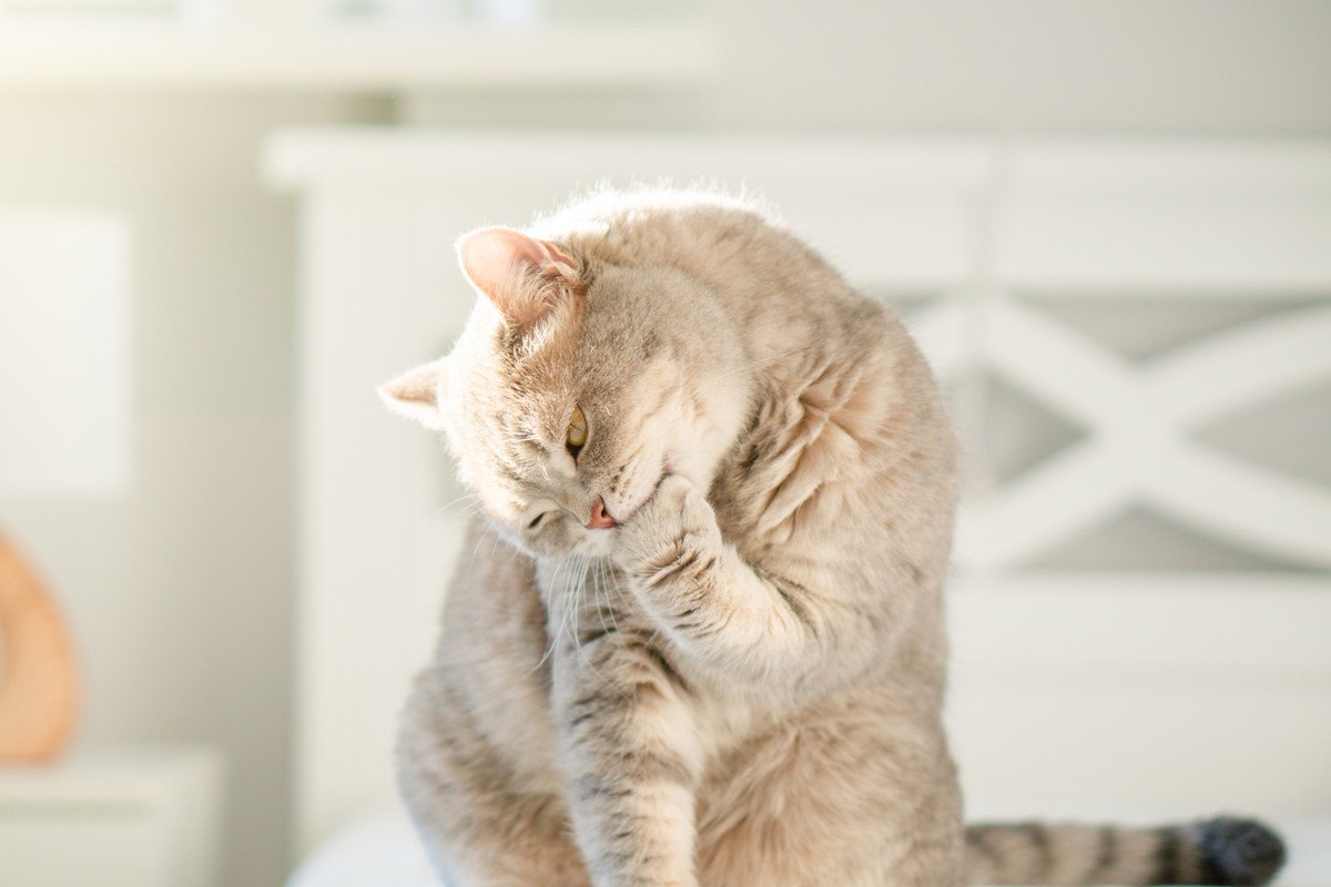 猫がどうしても『傷口を舐める』時の対処法4つ　舐め過ぎると危険な理由も