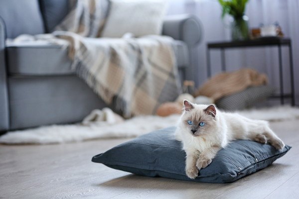 愛猫を退屈させない生活環境の作り方５つ