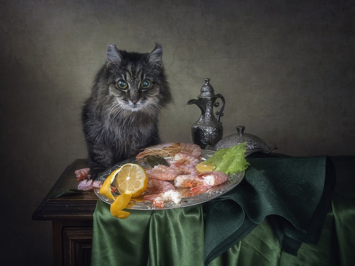 猫に与えてはいけない魚介類５つ