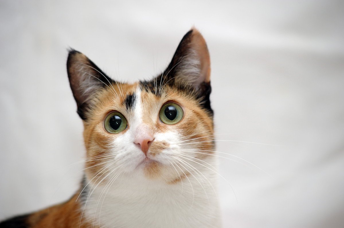海外で注目を浴びる『日本猫』5選♡人気の理由や魅力を徹底解説！
