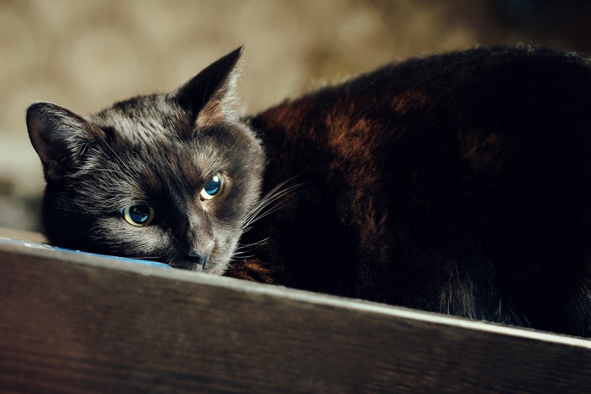 猫が普段より元気がない…考えられる『危険な病気』３選