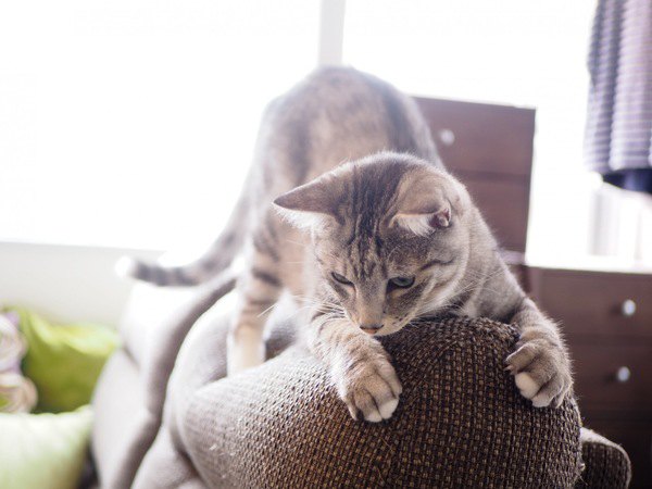 進化にバンザイ！猫との生活に活用したい「強い家具」３つ
