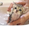 保護子猫を『初めてのお風呂』に入れたら…尊すぎる反応に165万再生の大反…