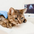 猫の命を奪う『悪性腫瘍』ワースト5！早期発見のポイントや予防策とは？
