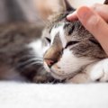 猫の再発リスクが高い『膀胱炎』とは？症状や原因・治療法・予防策4つ