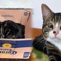 玄関先に置かれた段ボール箱に猫が…保護された施設で待ち受けていた出…