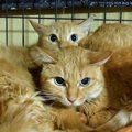 飼い主が急逝した5匹の猫…保健所から救出され幸せに