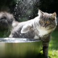猫は体を濡らされるとどれぐらいのストレスを感じる？