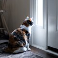 猫が『玄関』で待っている理由3つ！いつからそこで待機しているの？