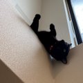 お、お客様ー！アクロバティックな黒猫さんが話題！