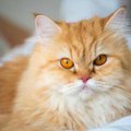 ふわふわで大人気な猫『長毛種』5選♡それぞれの性格や飼い方も解説！