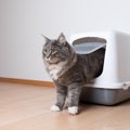 『猫トイレ』で健康管理をする方法は？オシッコの回数や量、トイレの…