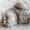 猫の『睡眠』を邪魔すると危険！3つのトラブルと睡眠環境の整え方