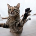 猫が『2本足で立つ』タイミング3選！身体への負担は大丈夫？