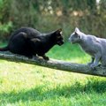 猫が威嚇する4つの理由とその対策法