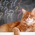 猫の『認知症』の原因3つ　今すぐ知っておくべき予防策
