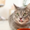 猫に『酸化したご飯』が危険な理由3つ！保存する際の注意点も