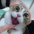 体調回復の兆し！猫ちゃんの口の中を病院で診てもらうと…