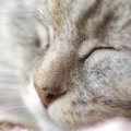猫の蓄膿症の症状とその治療法