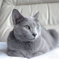 美しい毛並みが魅力的！「ブルー」な猫種、代表的な3選 それぞれどん…