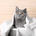 シャワーが苦手な猫におすすめ『ドライシャンプー』とは？3つの手順と…