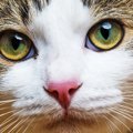 猫が結膜炎になる３つの原因と５つの症状、治療法