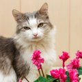 猫の毒となる危険な『秋の花』6選　口にしてしまった時の症状と対処法
