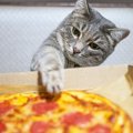 猫が『盗み食い』をしてしまう理由4つ　防止策と食べてしまった時の対処法