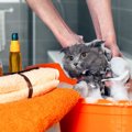 子猫にシャンプーをする時の注意点３つ！いつから洗っても大丈夫？