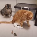 興味津々！新しいネズミのおもちゃで遊ぶ猫ちゃんたちが可愛い♡