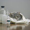 プロピレングリコールが猫に及ぼす悪影響とは