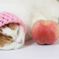 猫は桃を食べて大丈夫？与えていい物・悪い物