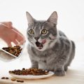 猫の間違いやすい『ご飯の与え方』4つ！絶対押さえるべき与え方のポイント…