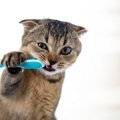 猫と人間の『歯の違い』とは？構造や口腔環境・猫のよくある歯の病気・予…