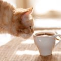 猫カフェってどんなところ？