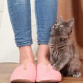 猫がわざと飼い主の足を踏む６つの心理