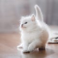 白猫とアルビノの猫との違いと見分け方、飼う時の注意点