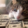 猫との暮らしの『お金事情』を徹底調査！意外な大きい出費とは？