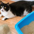 『猫トイレ』の掃除をさぼると起こるトラブル4つと対策