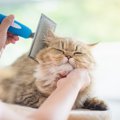 「猫用ブラシ」の種類と用途を解説！選び方のポイントや使用する際の注意…