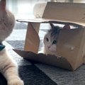 小さすぎる箱なんてこうしちゃえ☆猫ちゃん怒りのDIY！