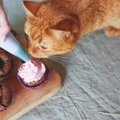 猫がドーナツを食べても大丈夫？その危険性と甘い物を欲しがる理由に…