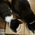 猫に人気の食べ物ランキングベスト５！いつものご飯にちょっとひと手…